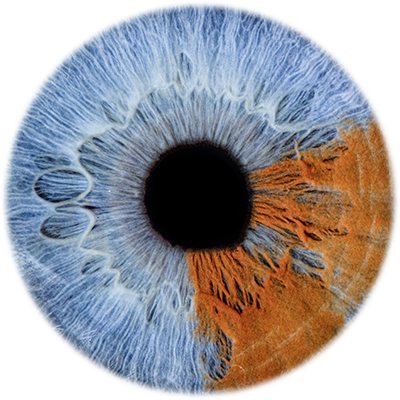 High resolution macro iris photography displaying topaz and emerald pigment structures