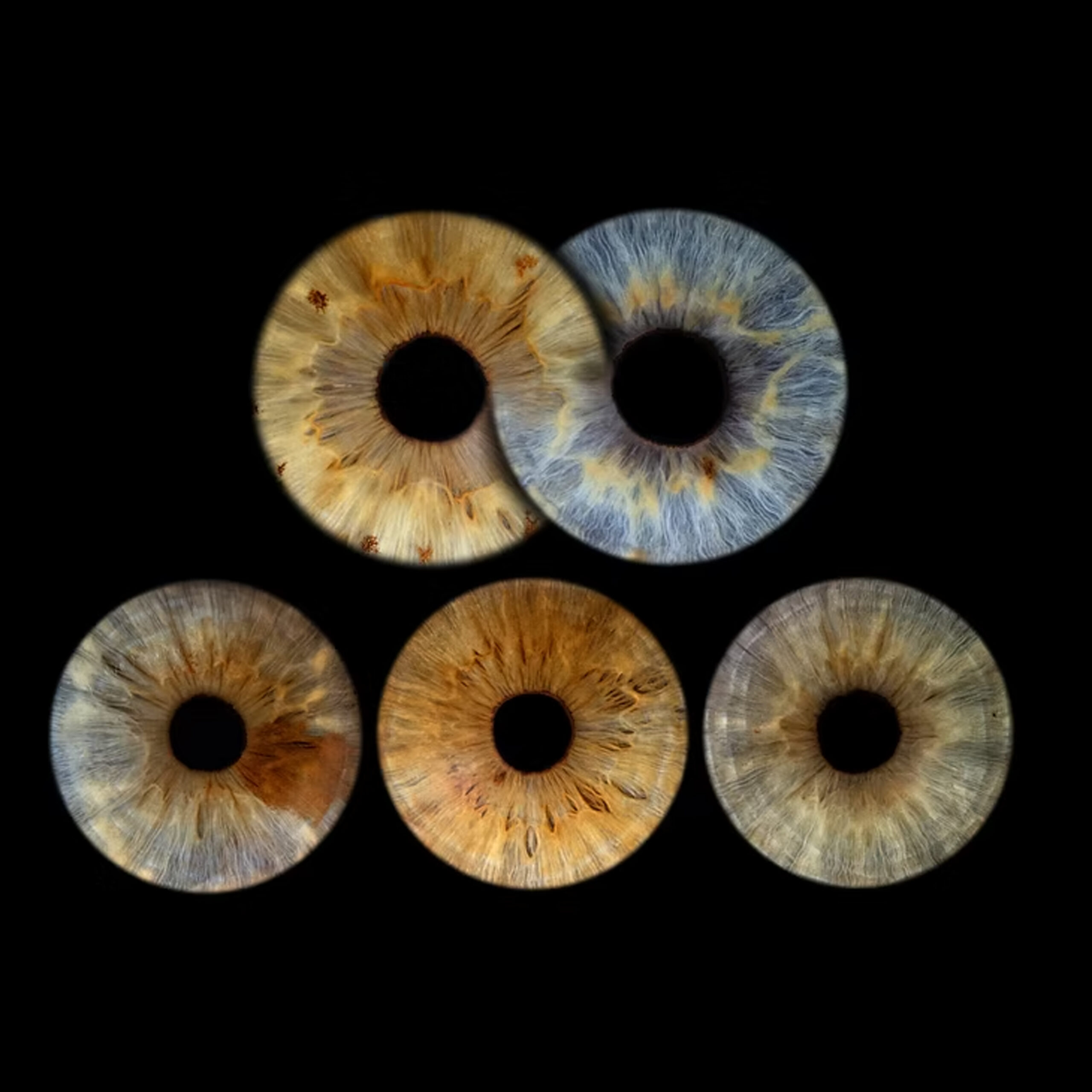 Family cluster of three photographed irises glowing on fine art metallic paper
